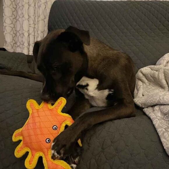 DuraForce Orange Yellow Crab Dog Toy - Picture 5 of 11